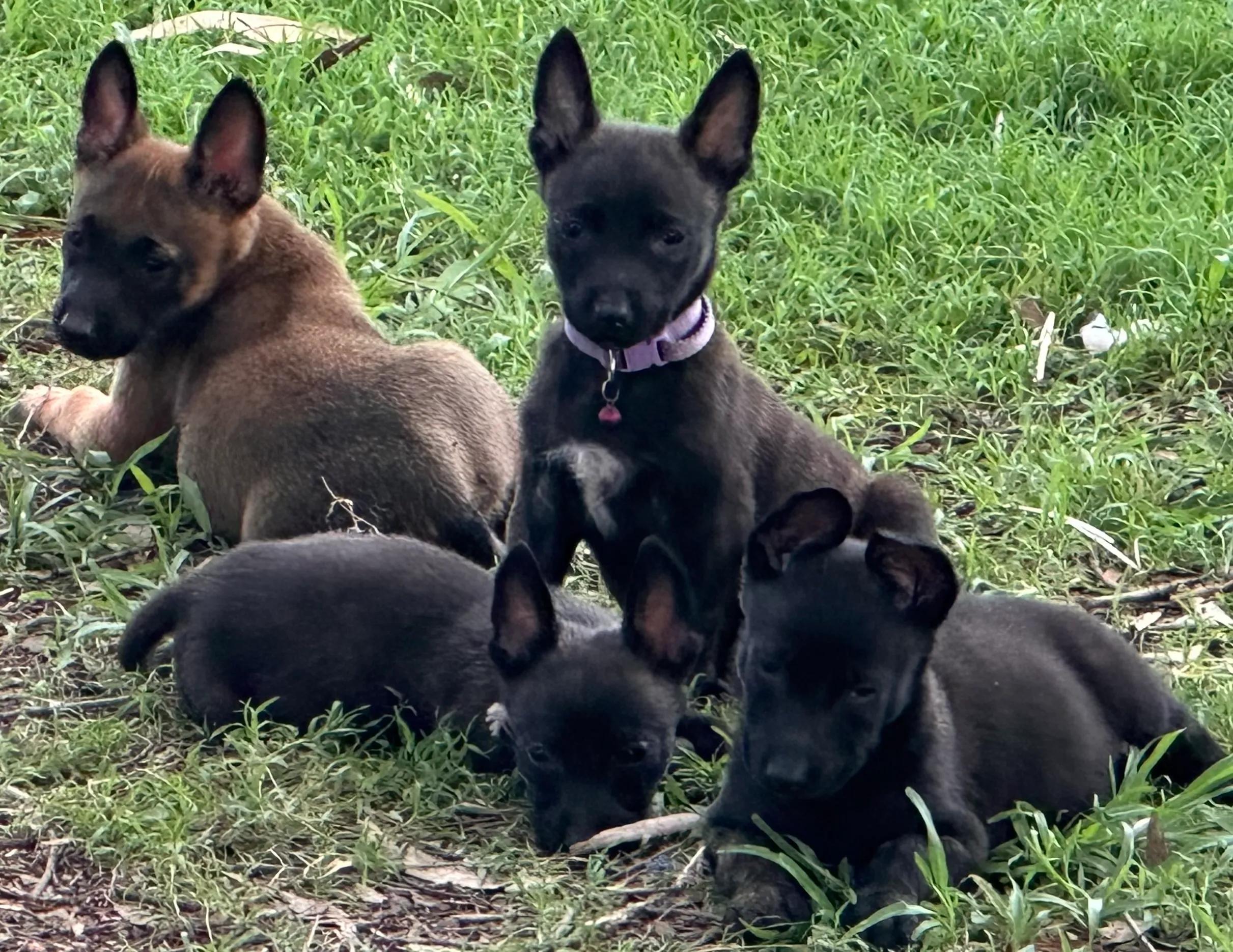 How Dutch Shepherd Puppies Develop Strong Drive and Balance