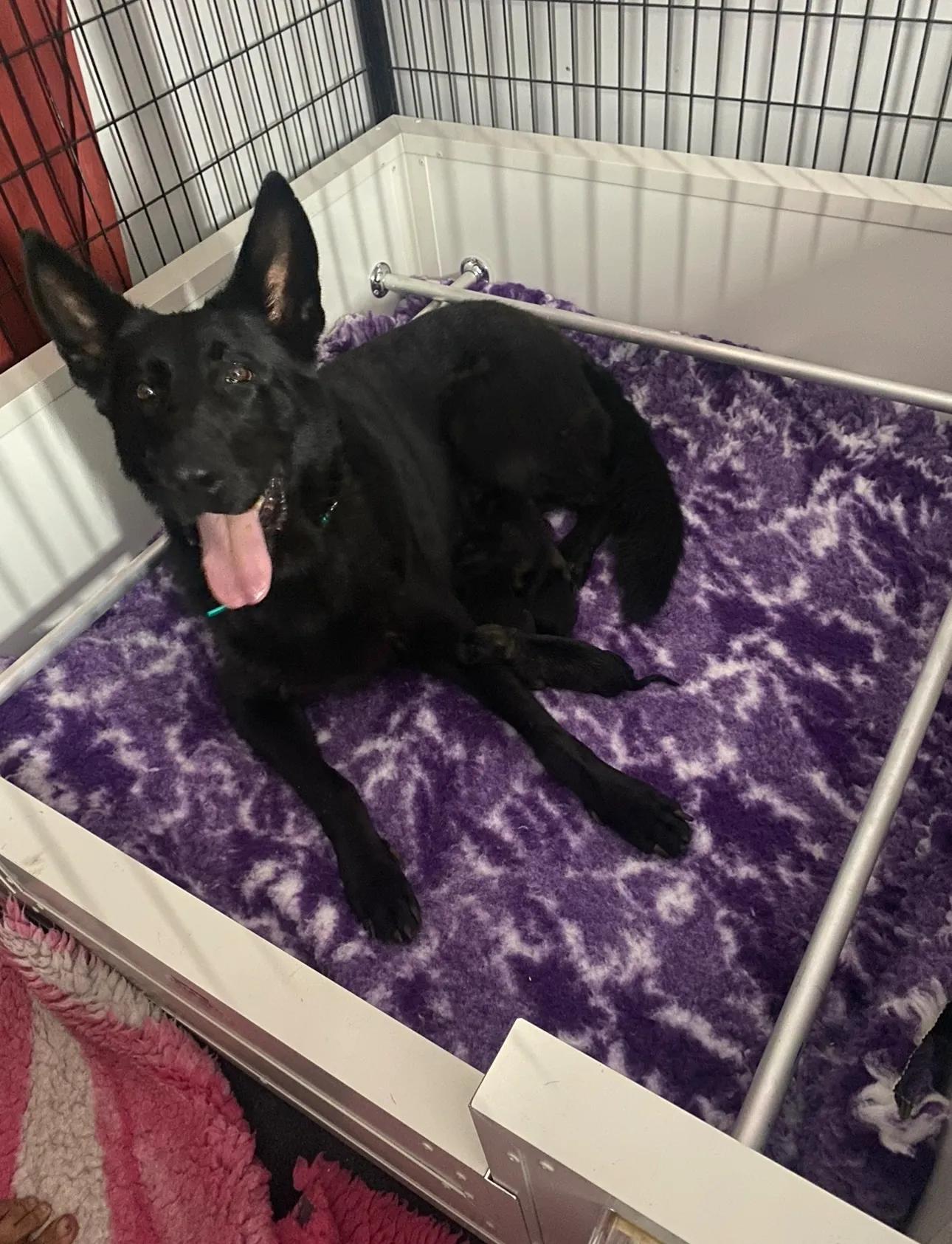 How to Find German Shepherd Puppies for Sale Queensland from a Reliable Breeder